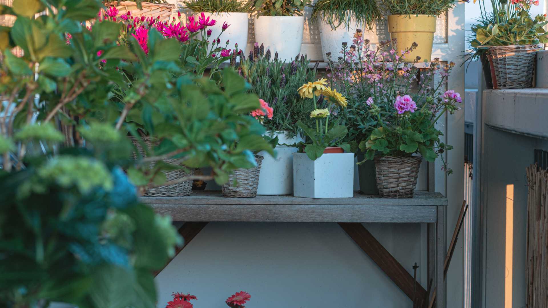 Aquestes són les plantes més resistents al vent: boniques i perfectes pel teu balcó o jardí