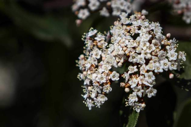 Viburnum tinus