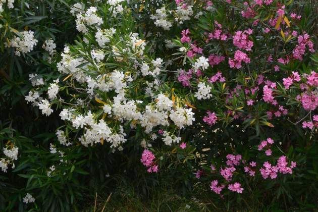 Nerium oleander