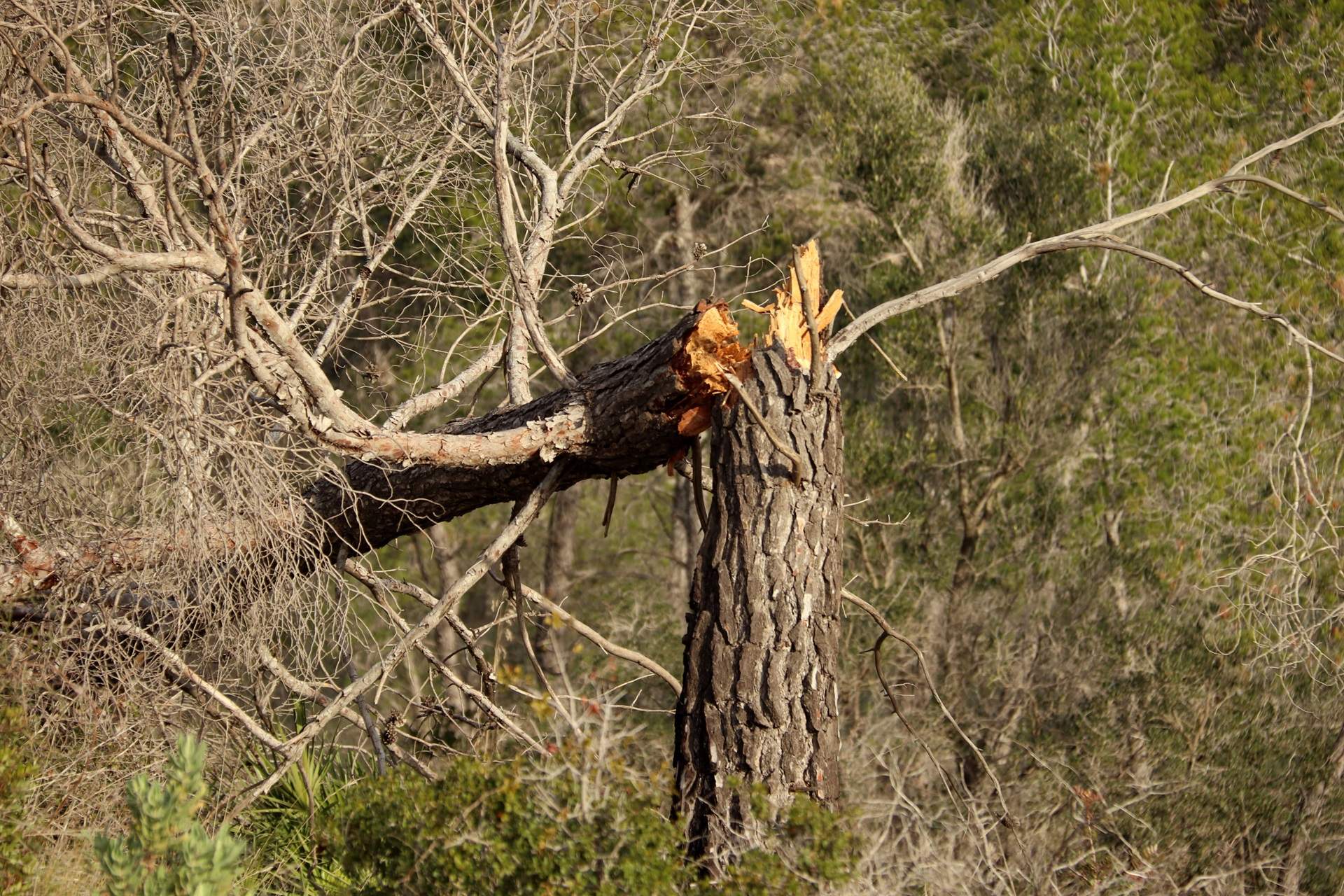 La sequera també castiga el Massís del Garraf