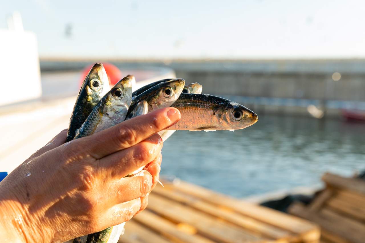 Pescado de proximidad: del mar a la mesa