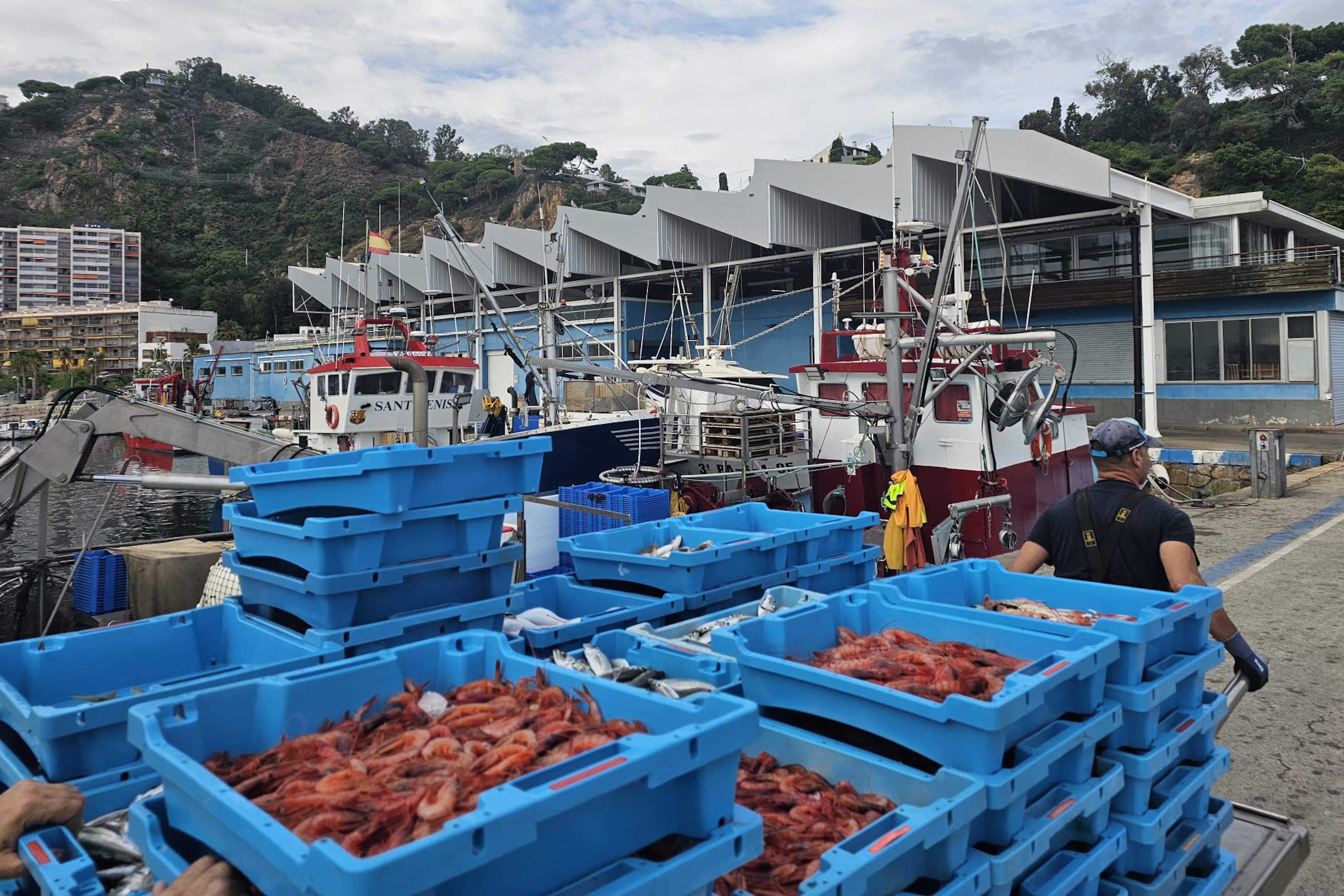 Perilla la gamba vermella a les taules aquest Nadal? L'Estat en prohibeix la pesca fins el 2025