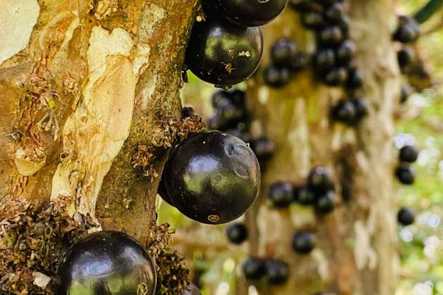 La jabuticaba creix directament del tronc de l'arbre / Foto: Unsplash