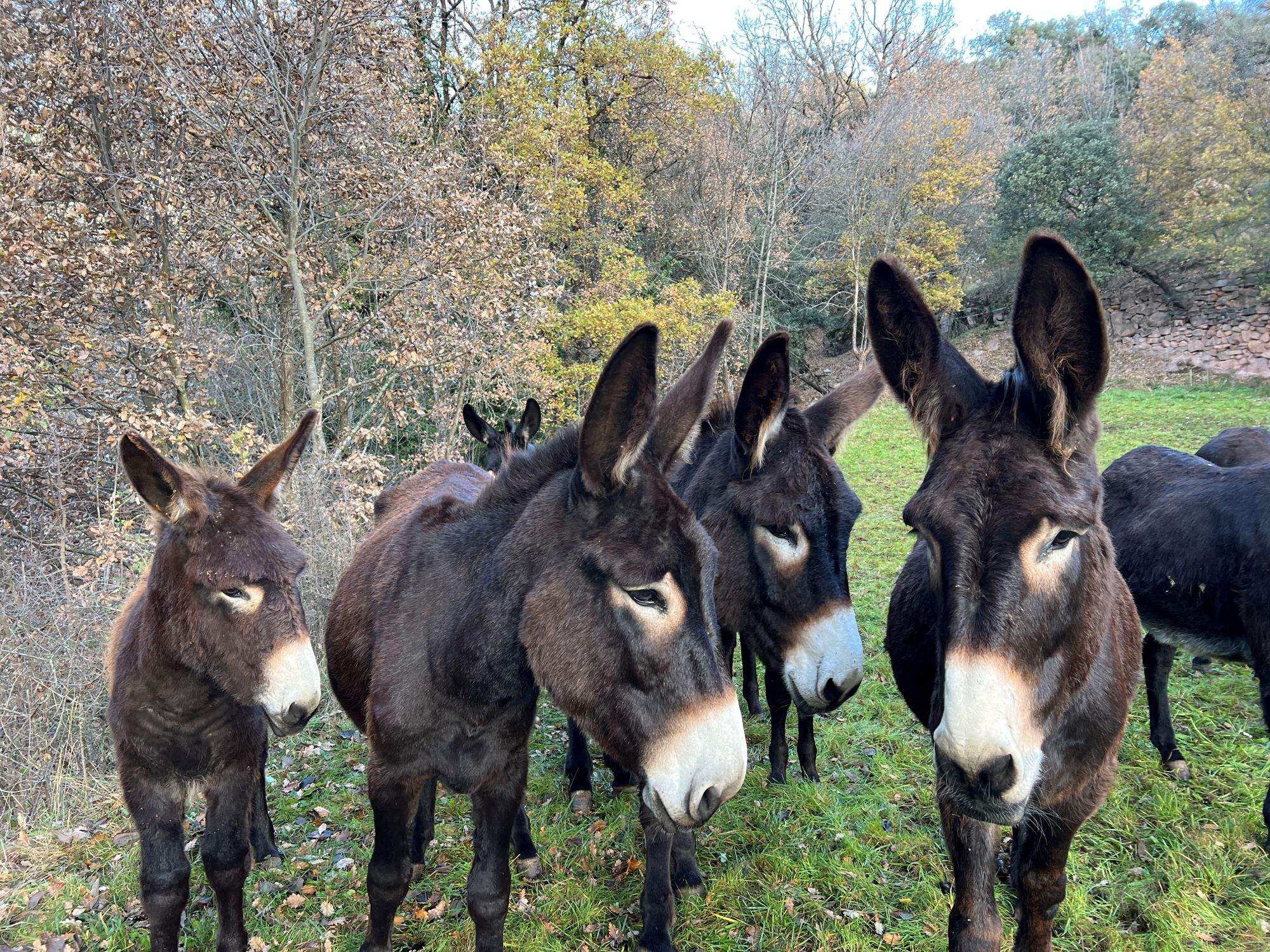 'Apadrina un ruc català': neix una iniciativa per conservar aquesta raça en perill d'extinció