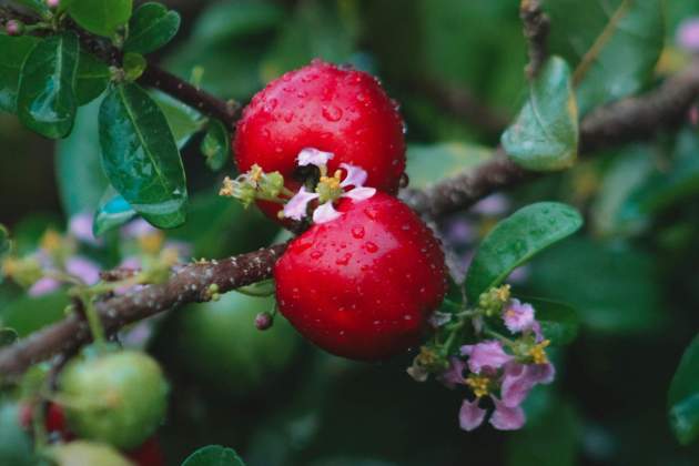 Atzerola, rica en vitamina C / Foto: Unsplash