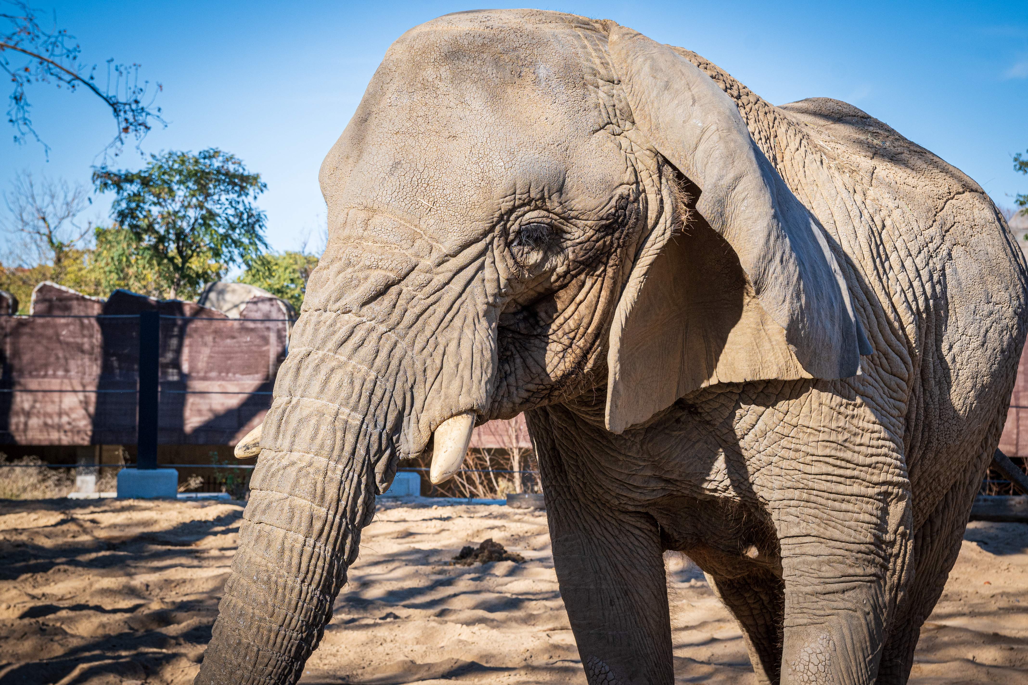 Muere Yoyo, la elefanta más longeva del mundo, en el Zoo de Barcelona