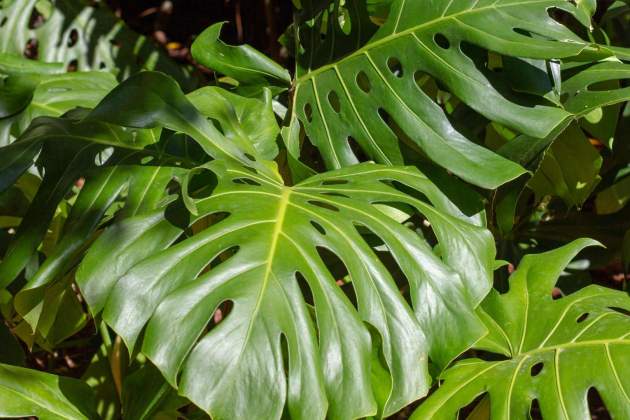 Monstera deliciosa 