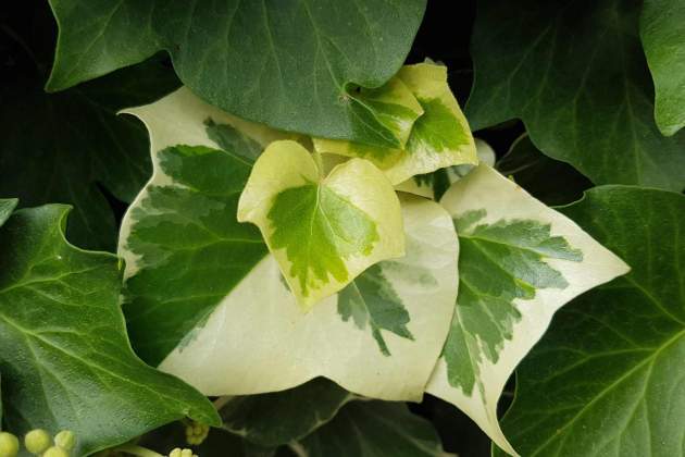 Hedera Helix