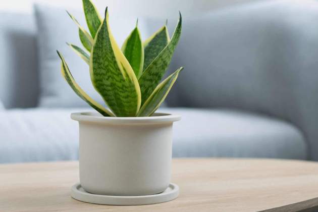 Sansevieria