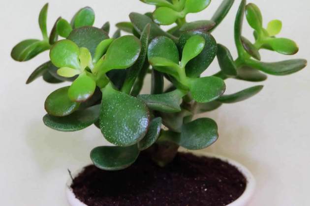 Crassula ovata