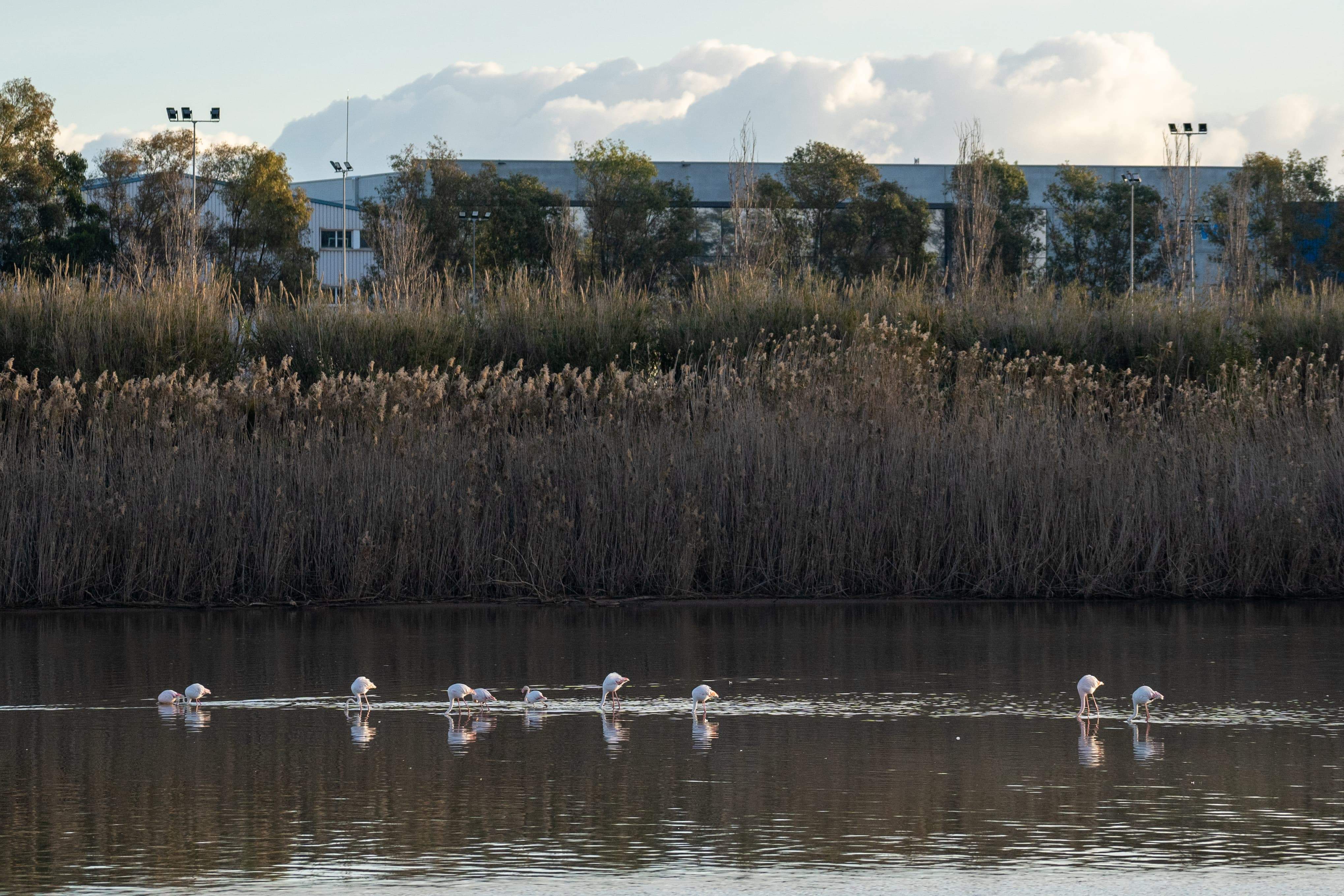 El Delta del Llobregat guanya un nou mirador per observar flamencs