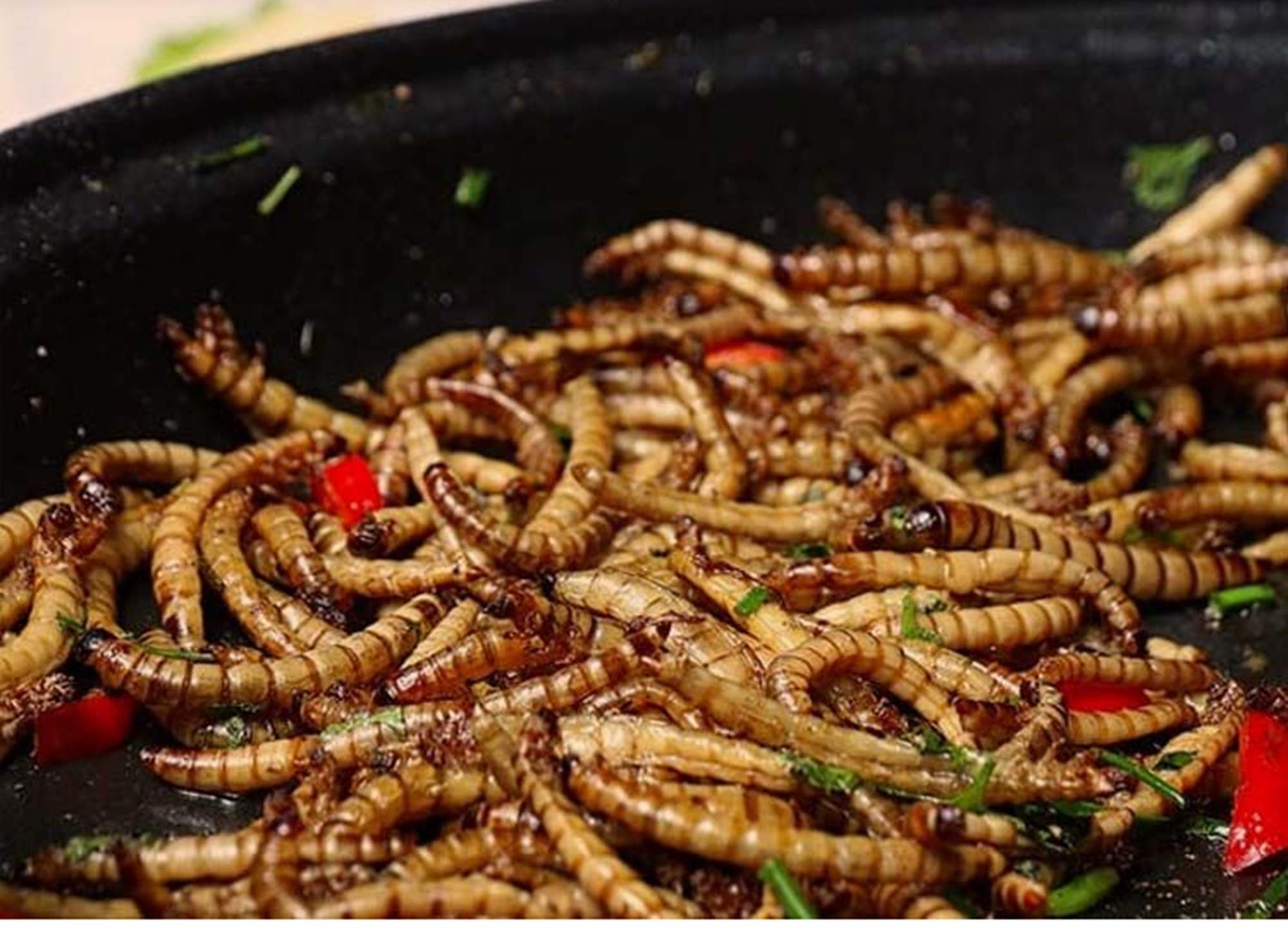 Comencen les obres de la fàbrica d'insectes més gran del món: on estarà?