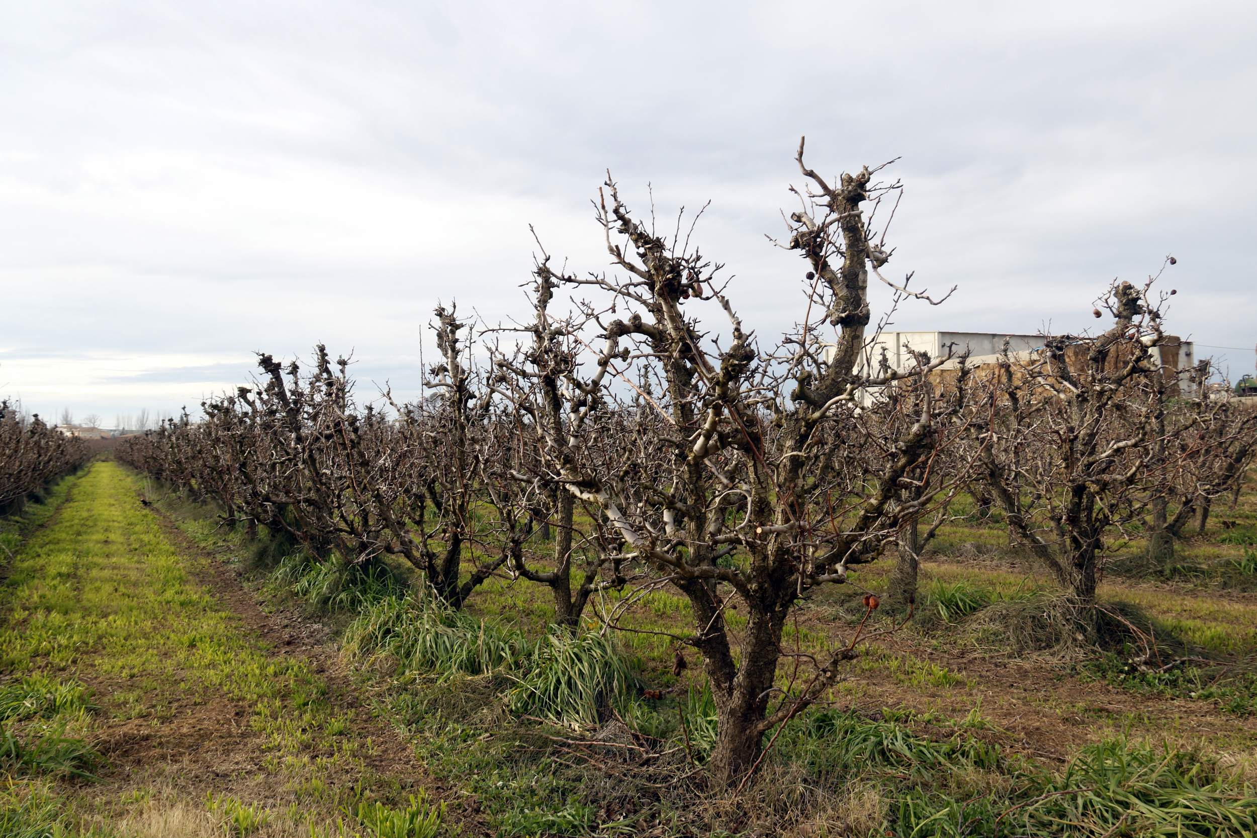 Catalunya registra las temperaturas más frías de los últimos 10 años en el interior