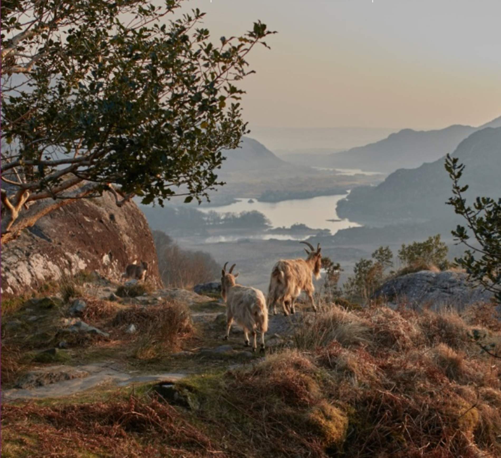 Kenmare. Moll's Gap. Font Oficina de Turisme del comtat de Kerry