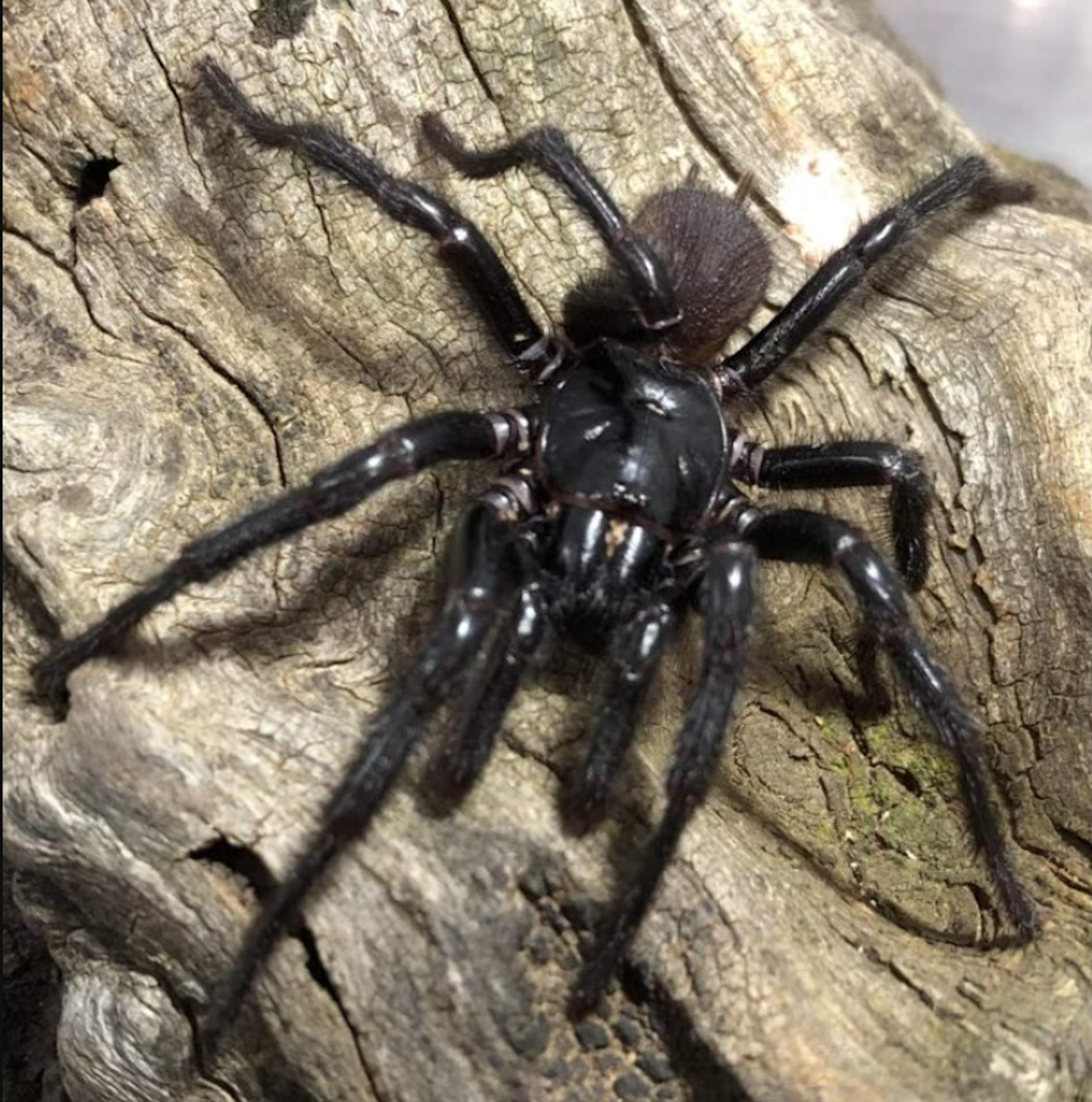 Así es 'Big Boy', la nueva especie de araña que se ha descubierto en Australia: la mayor y más letal del mundo