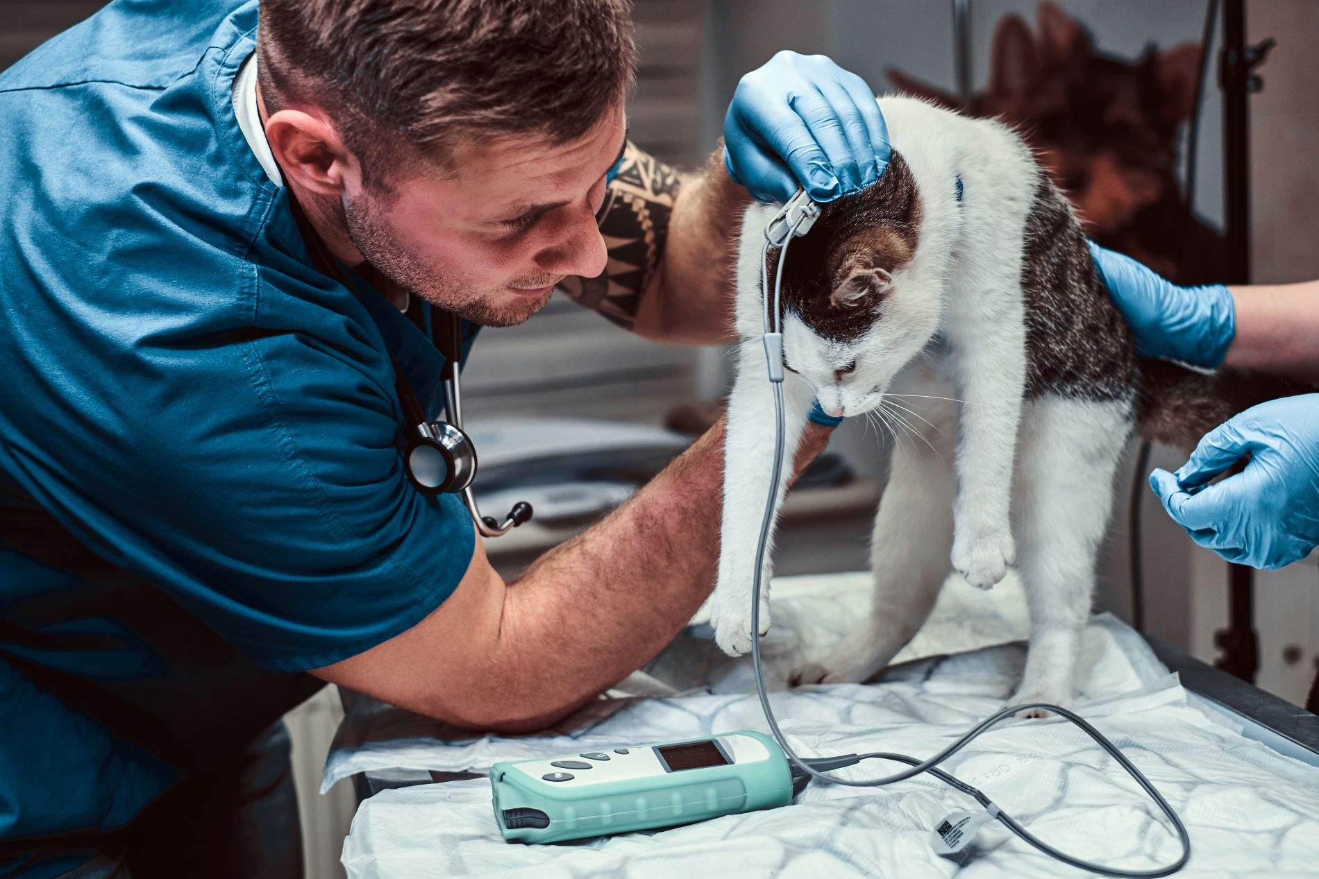 Los veterinarios se alzan contra el Gobierno: piden justicia veterinaria y protección animal