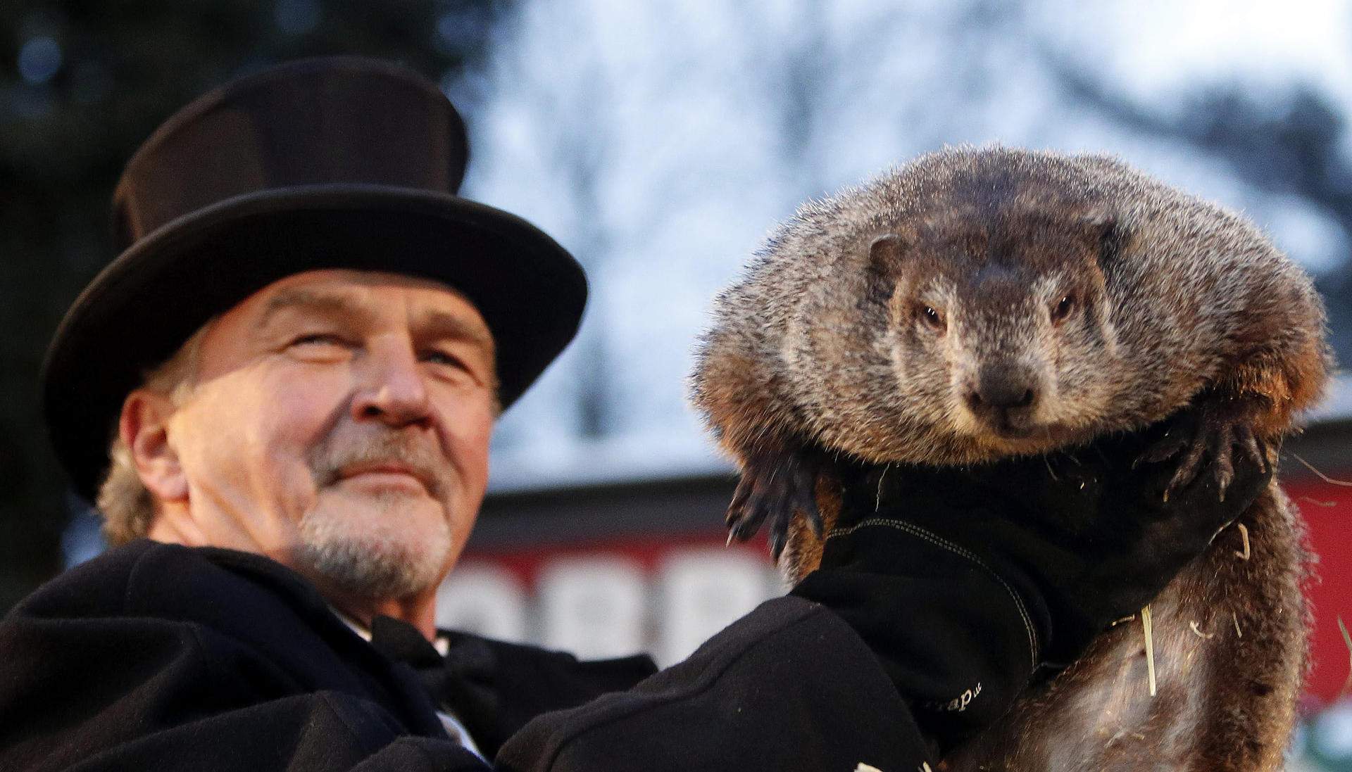 Día de la Marmota 2025: ¿cuál ha sido el pronóstico de Phil sobre el invierno?