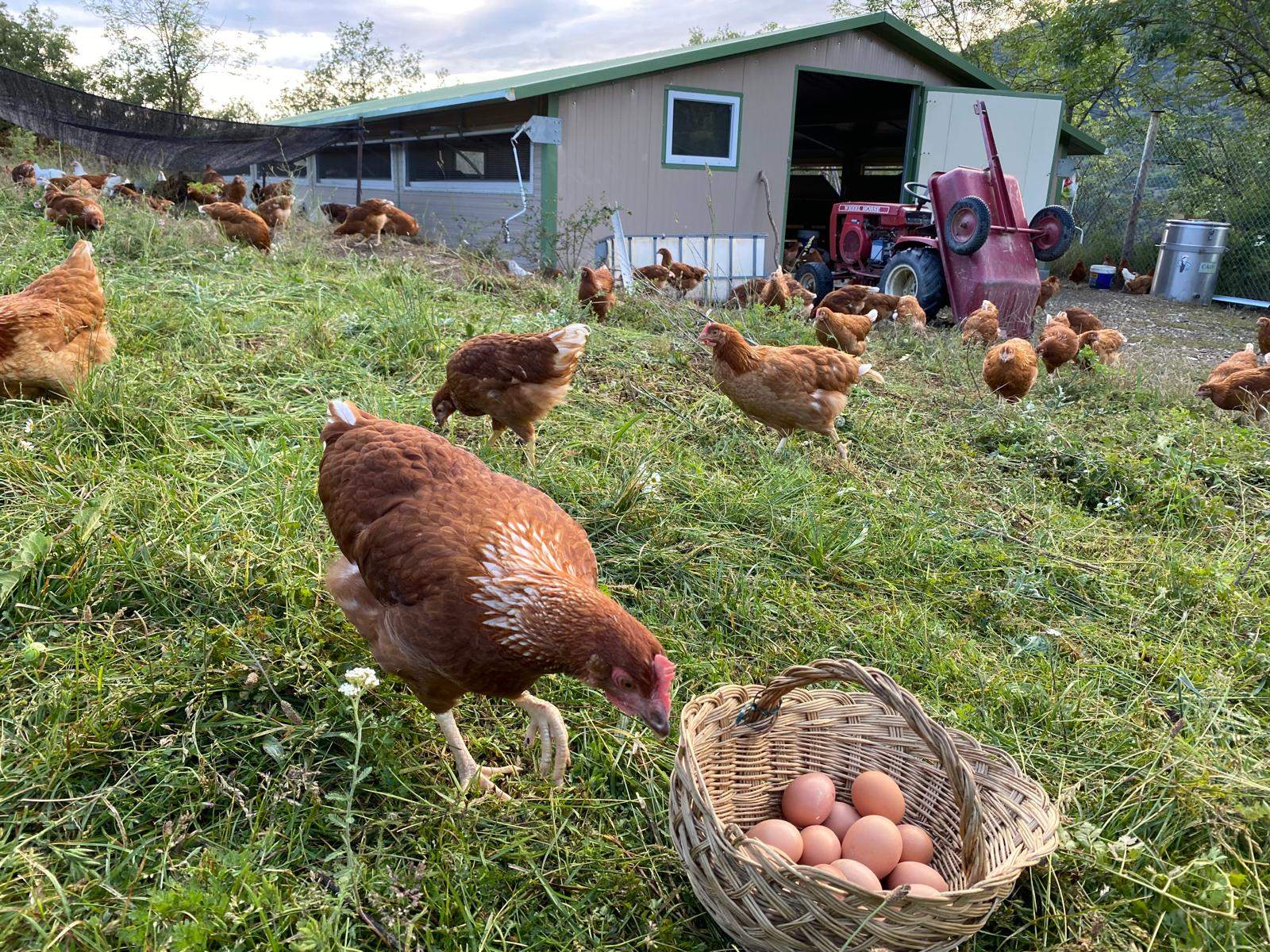 Con un par de huevos: versos de corral en el Pirineo