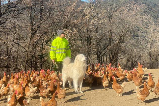 Las gallinas ponen huevos con insistencia / Foto: Albert Villaró y Montse Ferrer