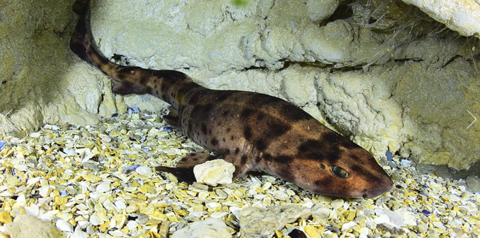 El curioso caso del tiburón que ha nacido en un acuario donde solo hay hembras