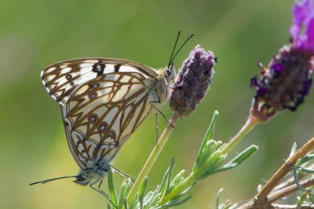 escaque ferruginoso mariposa