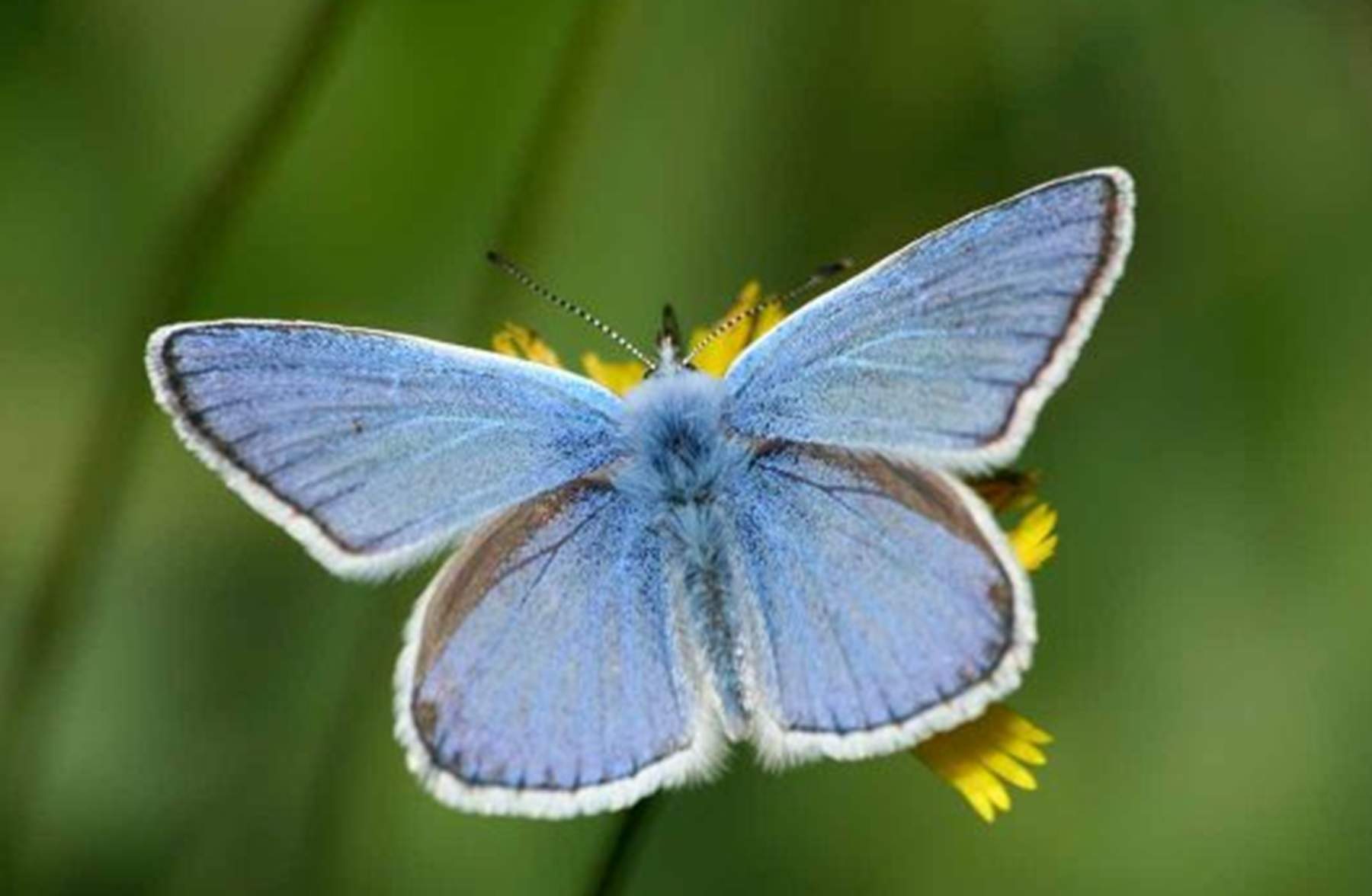 Alerta: les poblacions d'animals salvatges baixen un 28% a Catalunya entre el 2002 i el 2023