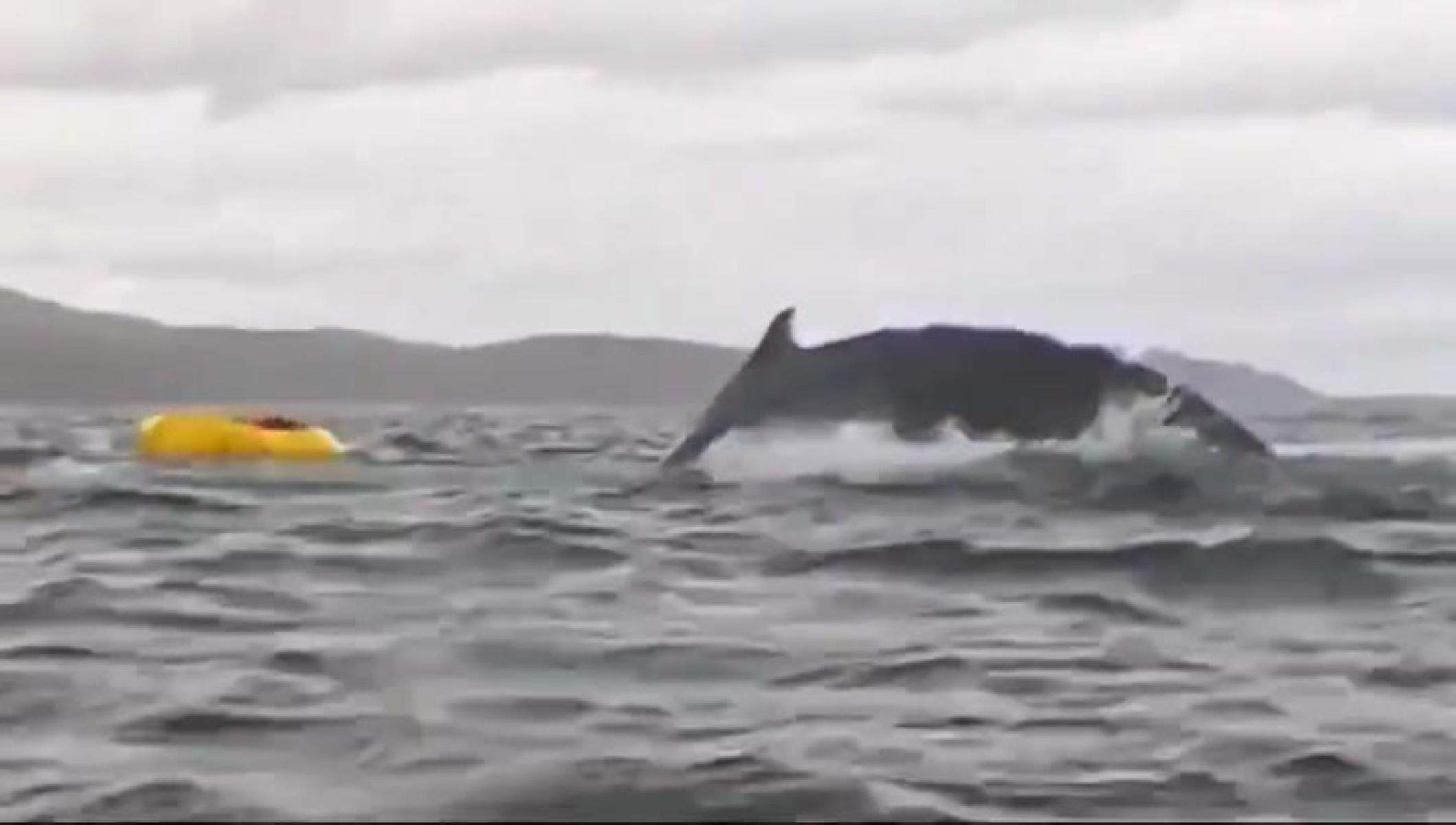 Una ballena engulle y escupe a un hombre mientras hacía kayak en el estrecho de Magallanes | VÍDEO