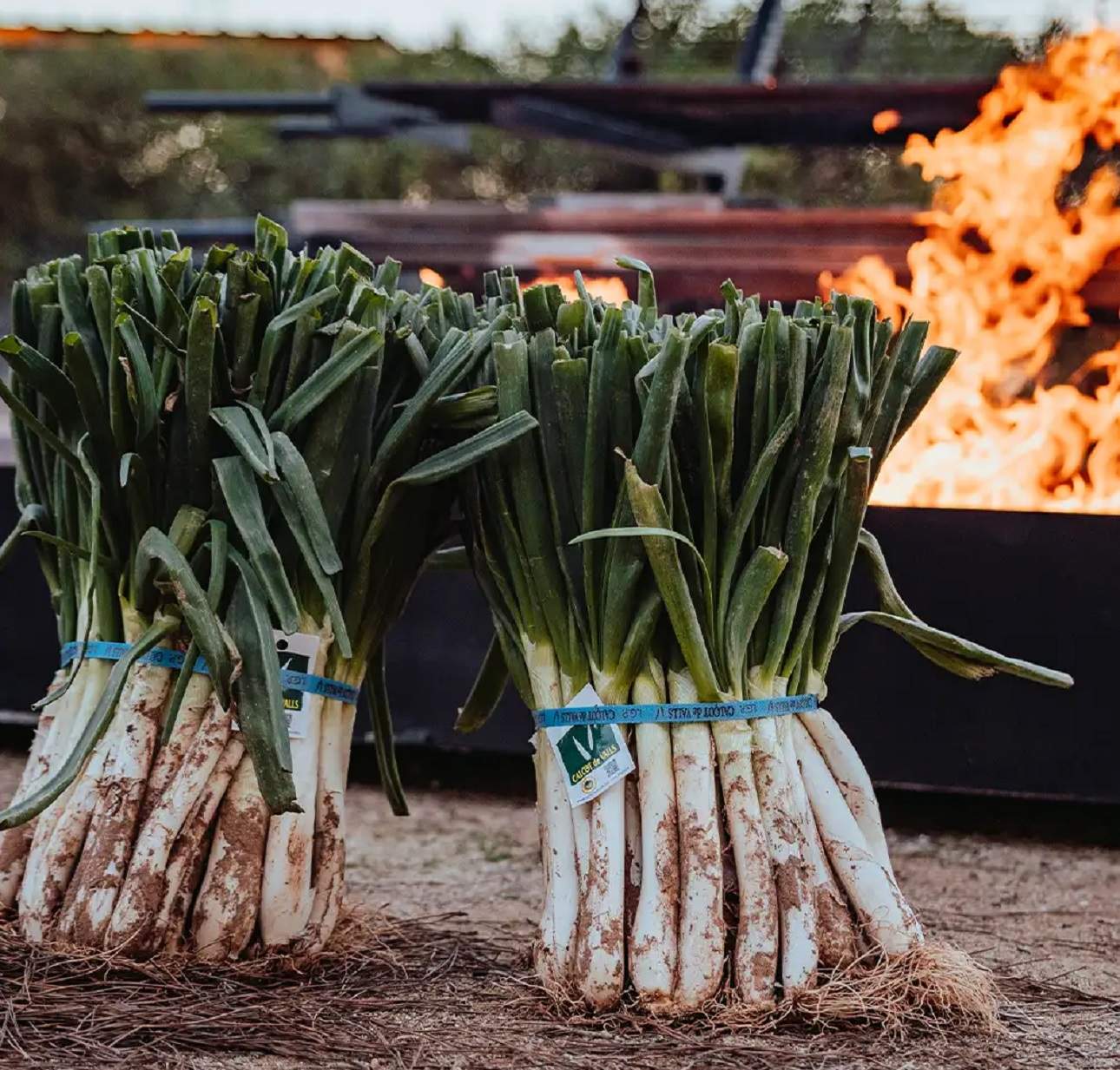 Mas Bell calçots