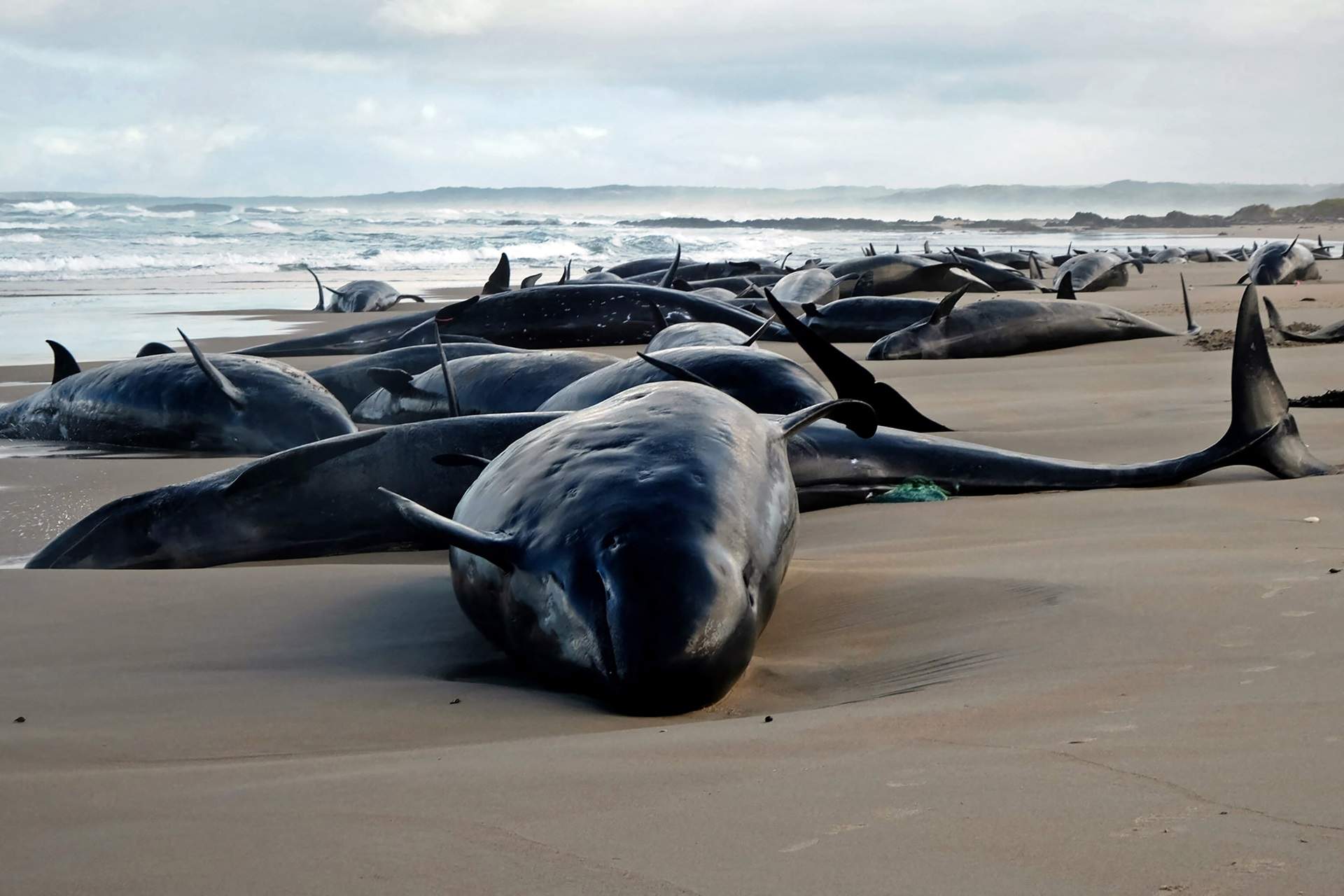 Más de 150 delfines aparecen varados en una playa remota de Tasmania