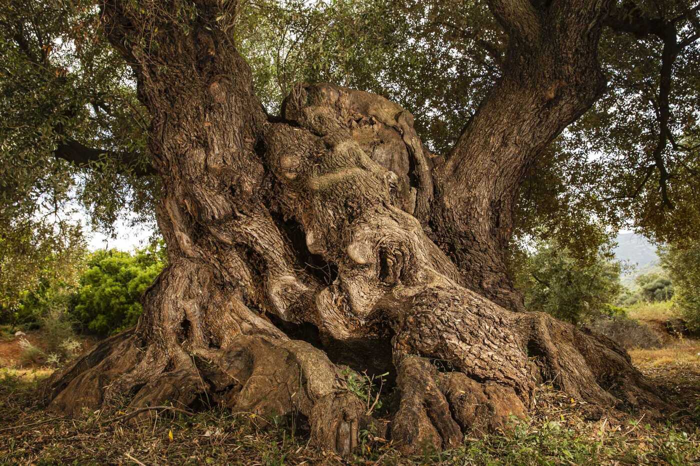 L'arbre més longeu d'Espanya és a Catalunya i té més de 1.000 anys