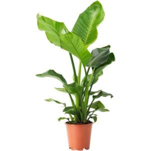 Planta d'Ikea