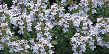 Thymus vulgaris0