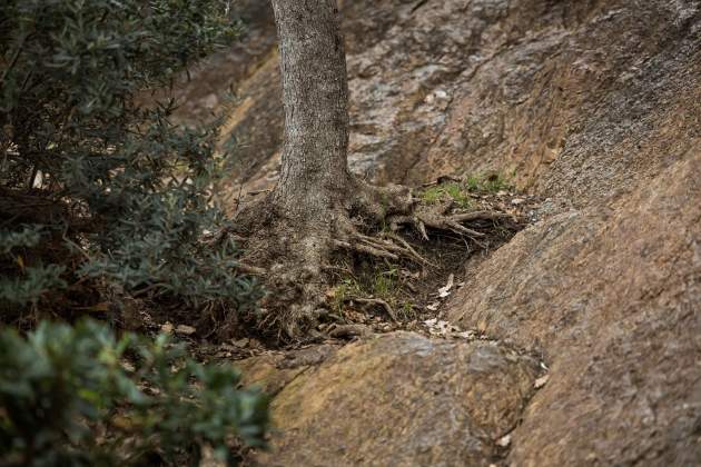 Parc monterols / Foto: Roser Gamonal