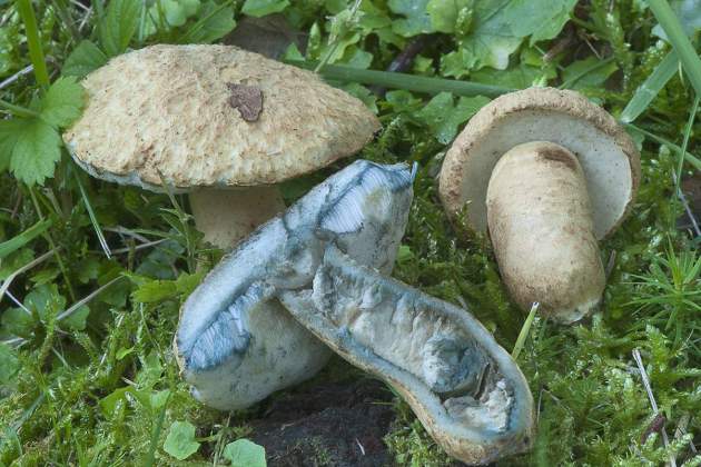 Gyroporus cyanescens