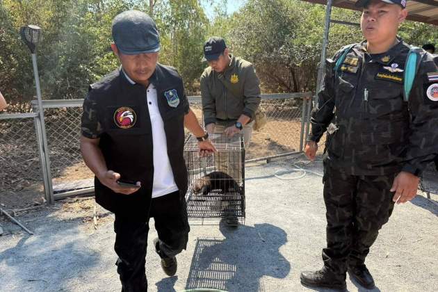 nutria lludriga frank cuesta policia tailandesa 2 efe