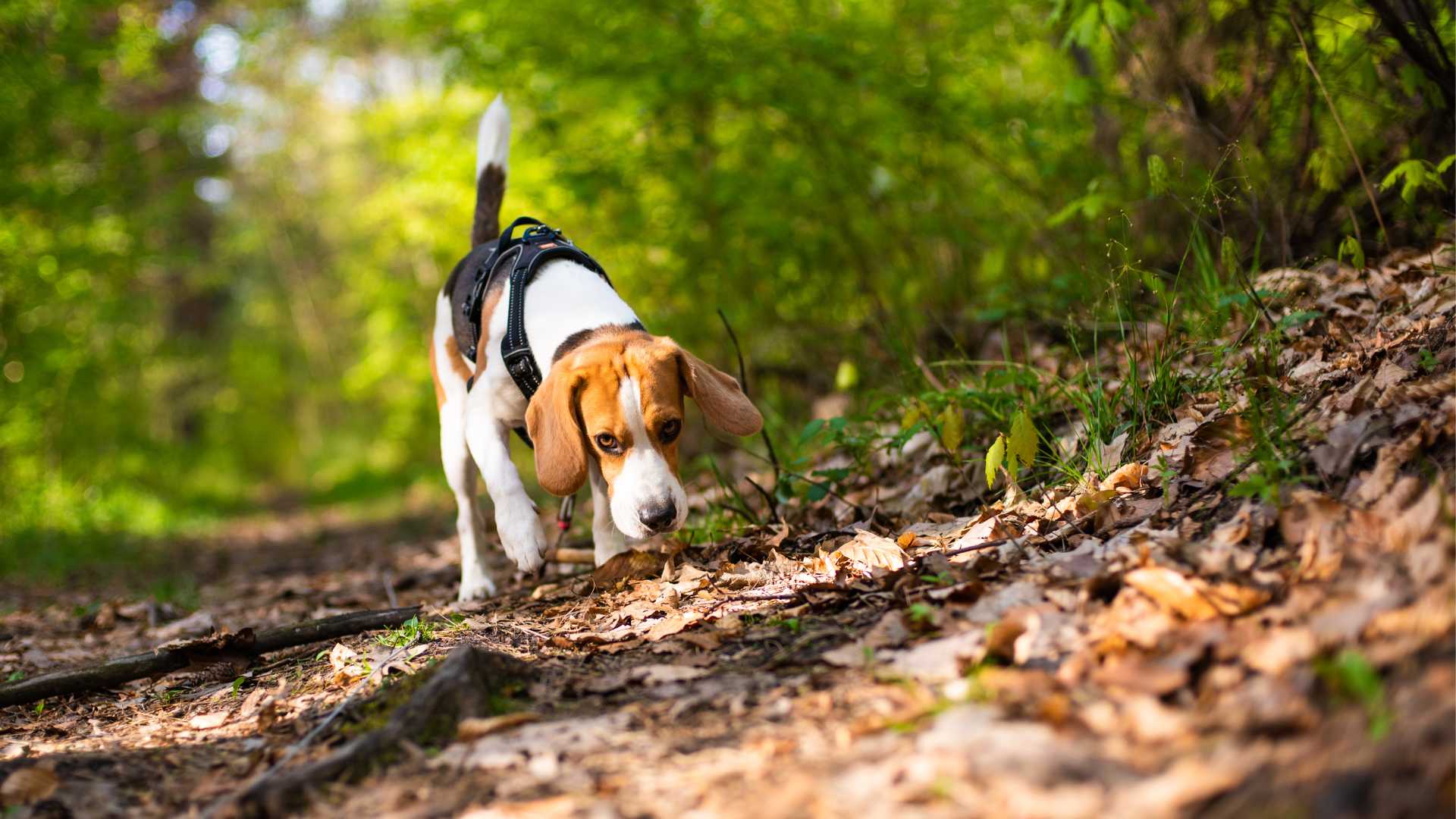 Atención propietarios de perros en Catalunya: cómo detectar si han tenido contacto con la procesionaria