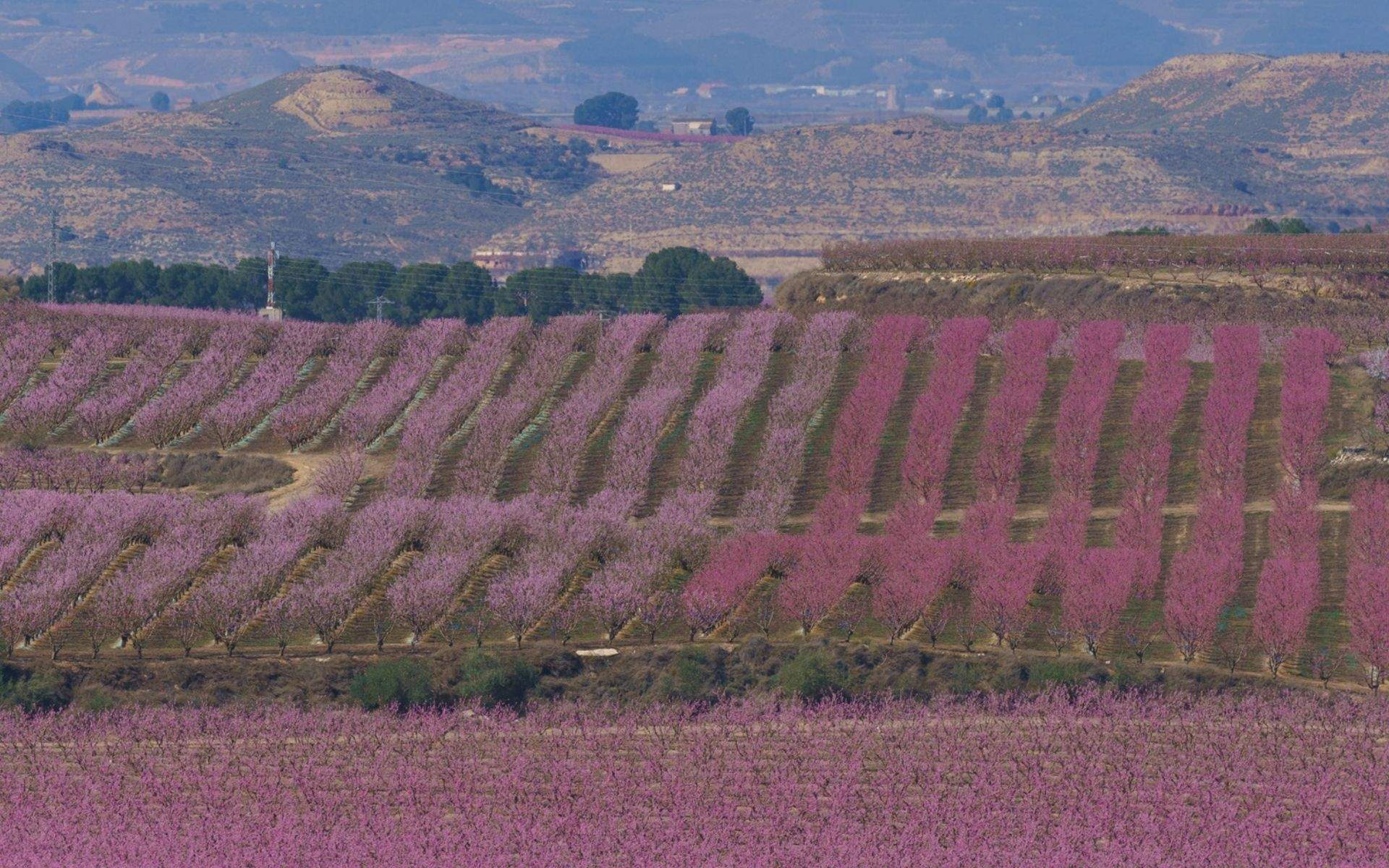 L'impressionant fenomen de primavera que té lloc a Catalunya: un mar rosa que et deixarà bocabadat