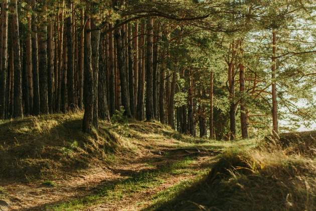 Un plato con origen en los bosques / Foto: Unsplash