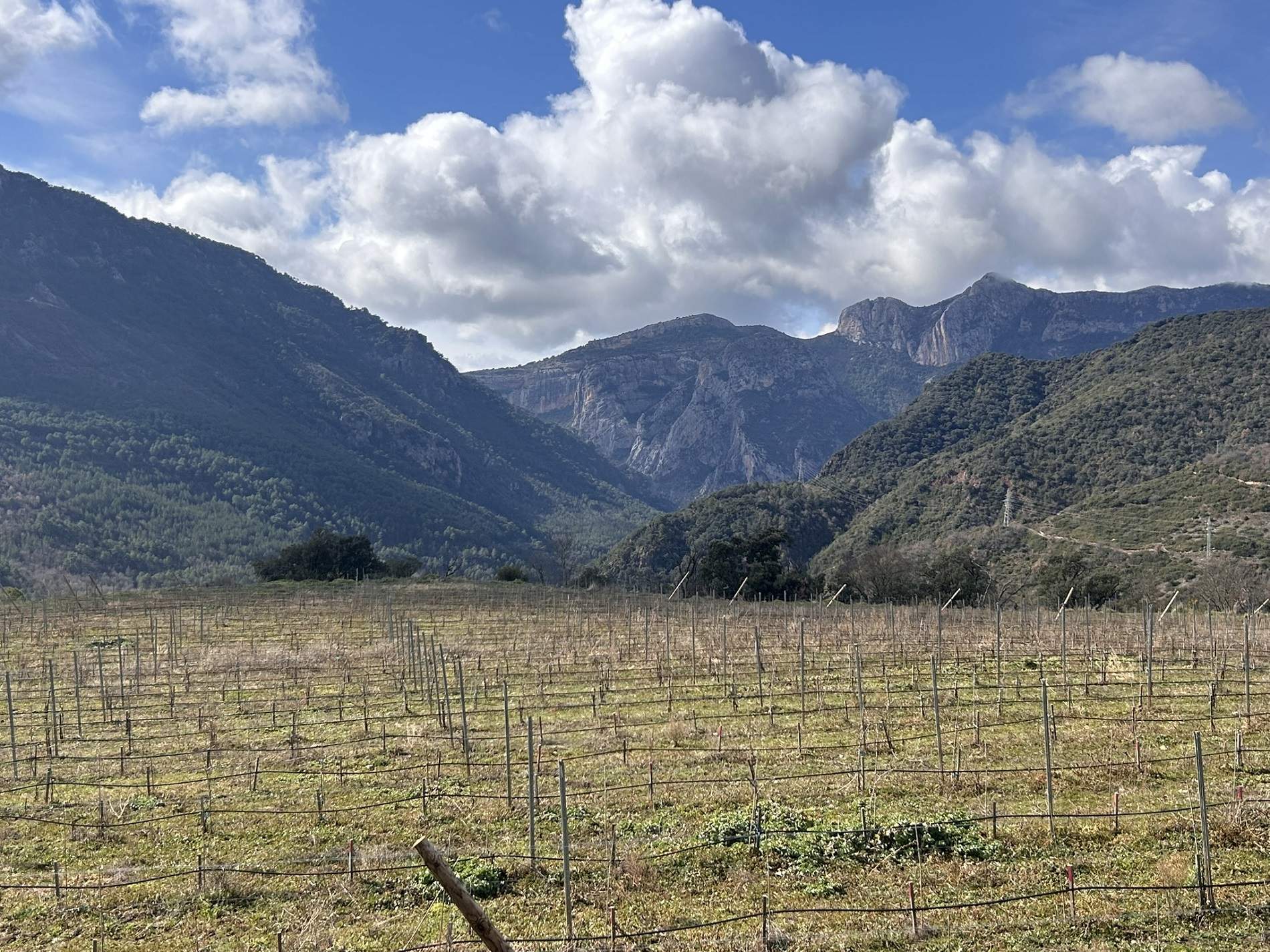 Fer vins i olis al Pallars: un projecte únic per recuperar el Pirineu