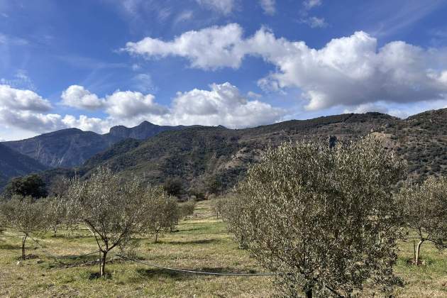 Municipi Bresca, al Pallars, vinyes i oliveres al Pirineu / Foto: Albert Villaró i Montse Ferrer