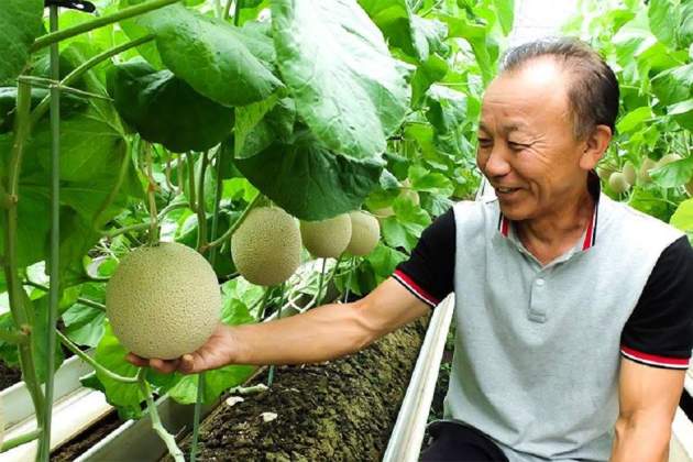 Melón Corona, melón más carne del mundo / Foto: Nippon.com