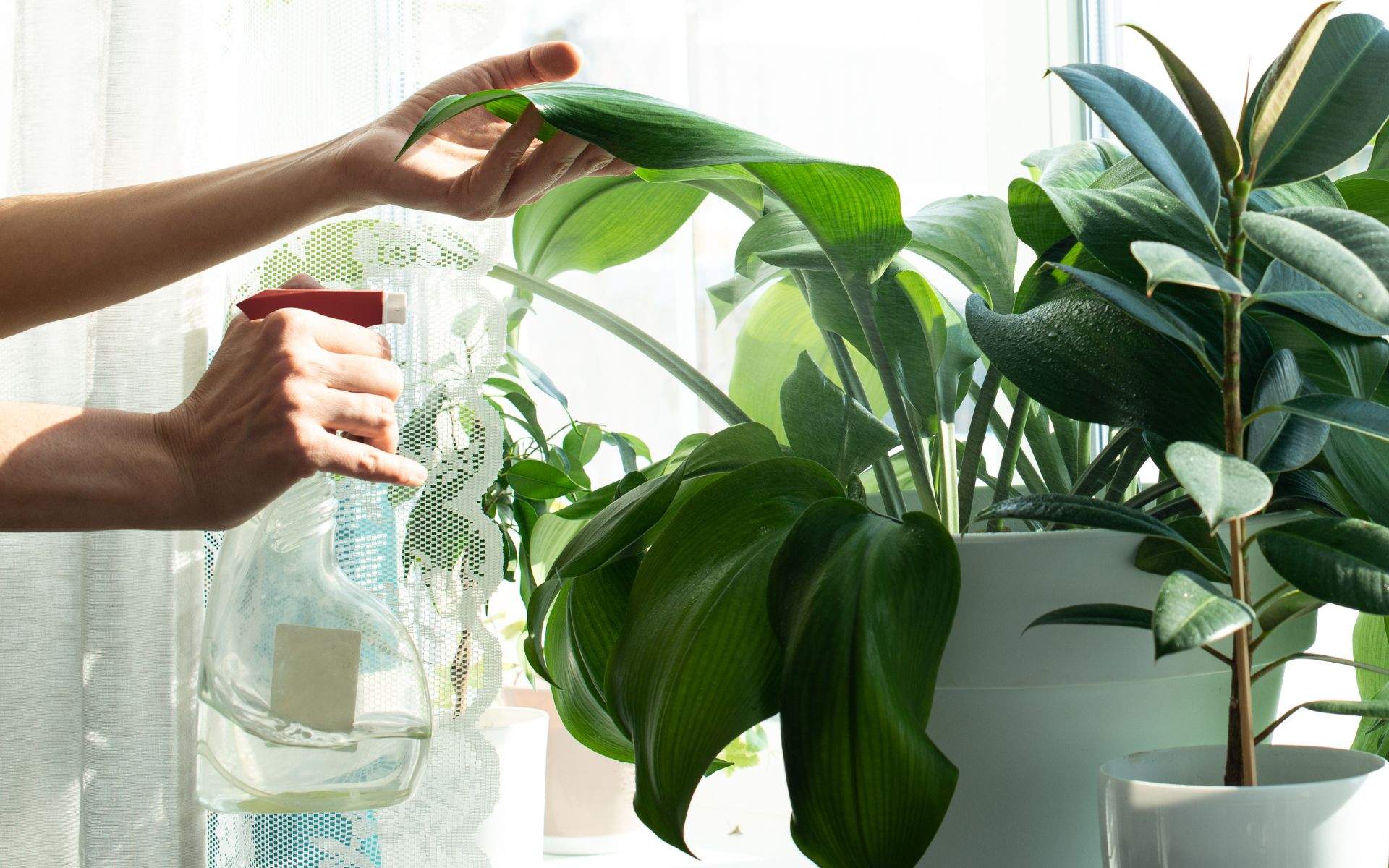 Las 8 plantas de interior con flor que debes tener en casa: la recomendación de un experto