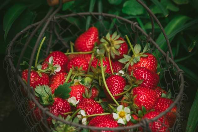 Fresas, un alimento frágil / Foto: Unsplash