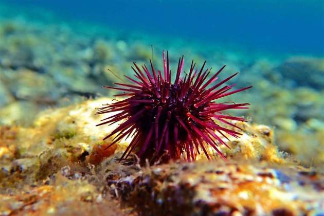 Erizo de mar / Foto: National Geographic