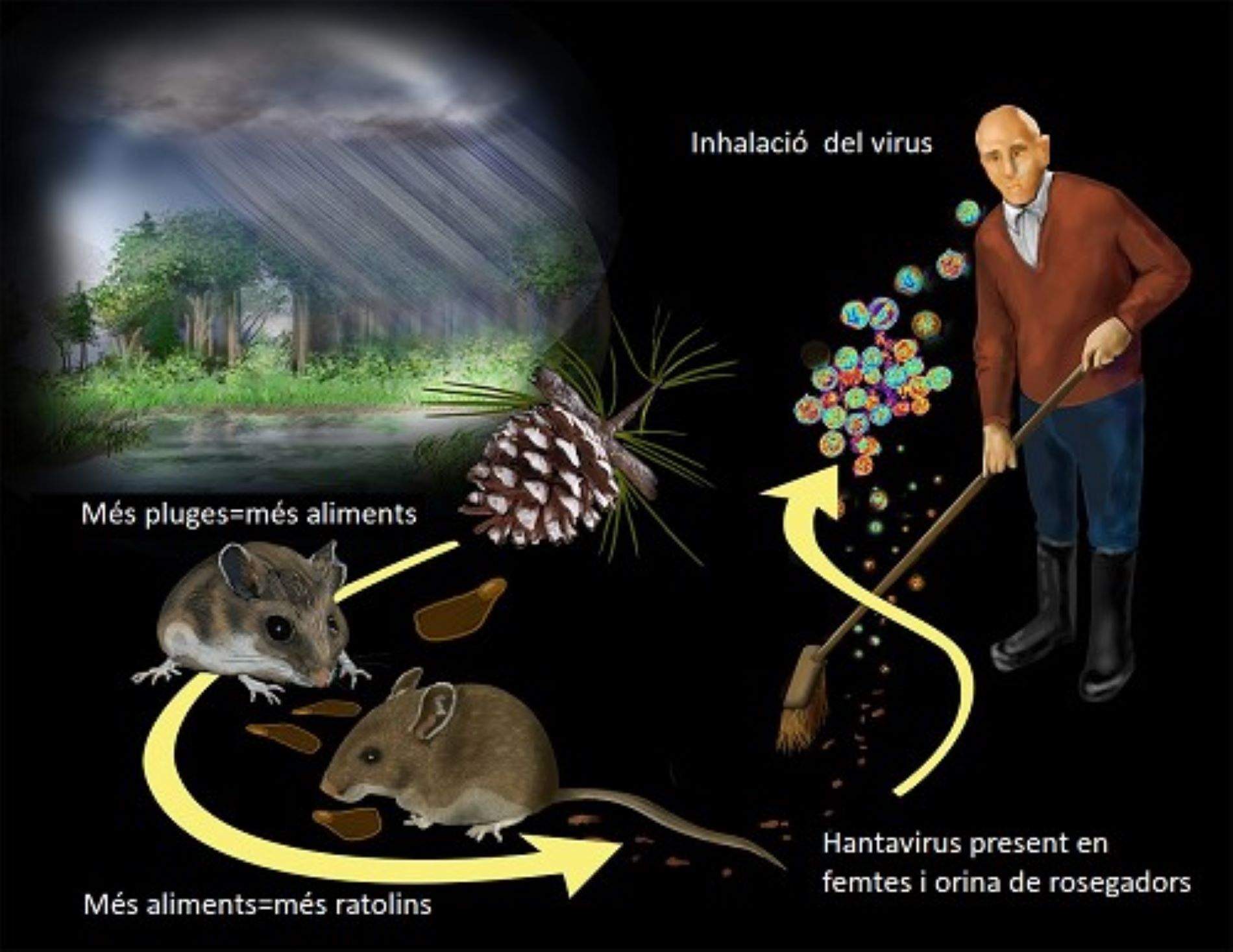 Hantavirus, Departamento de Salud