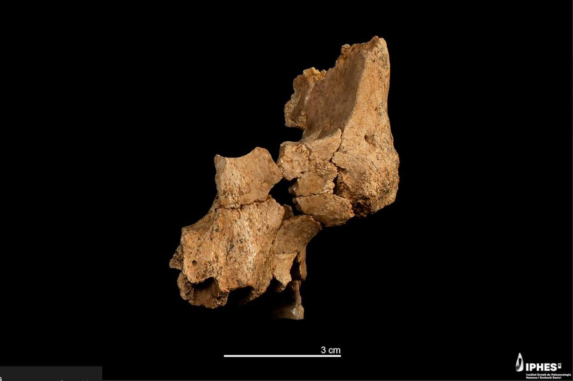 Nova espècie humana: Atapuerca reescriu la història dels homínids a l'Europa occidental