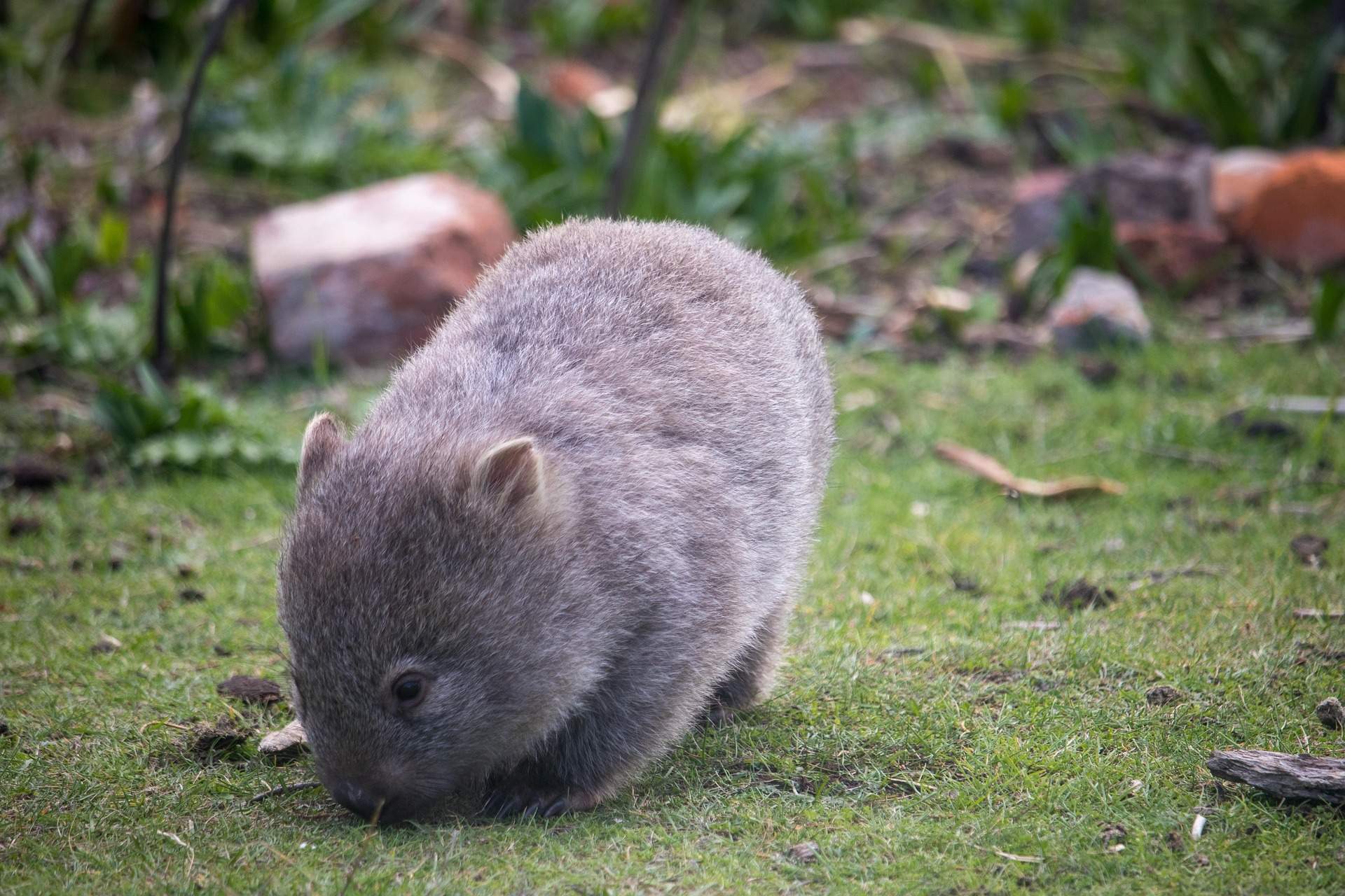 Una influencer captura a una asustada cría de wombat para hacerse una foto y Australia estalla contra ella