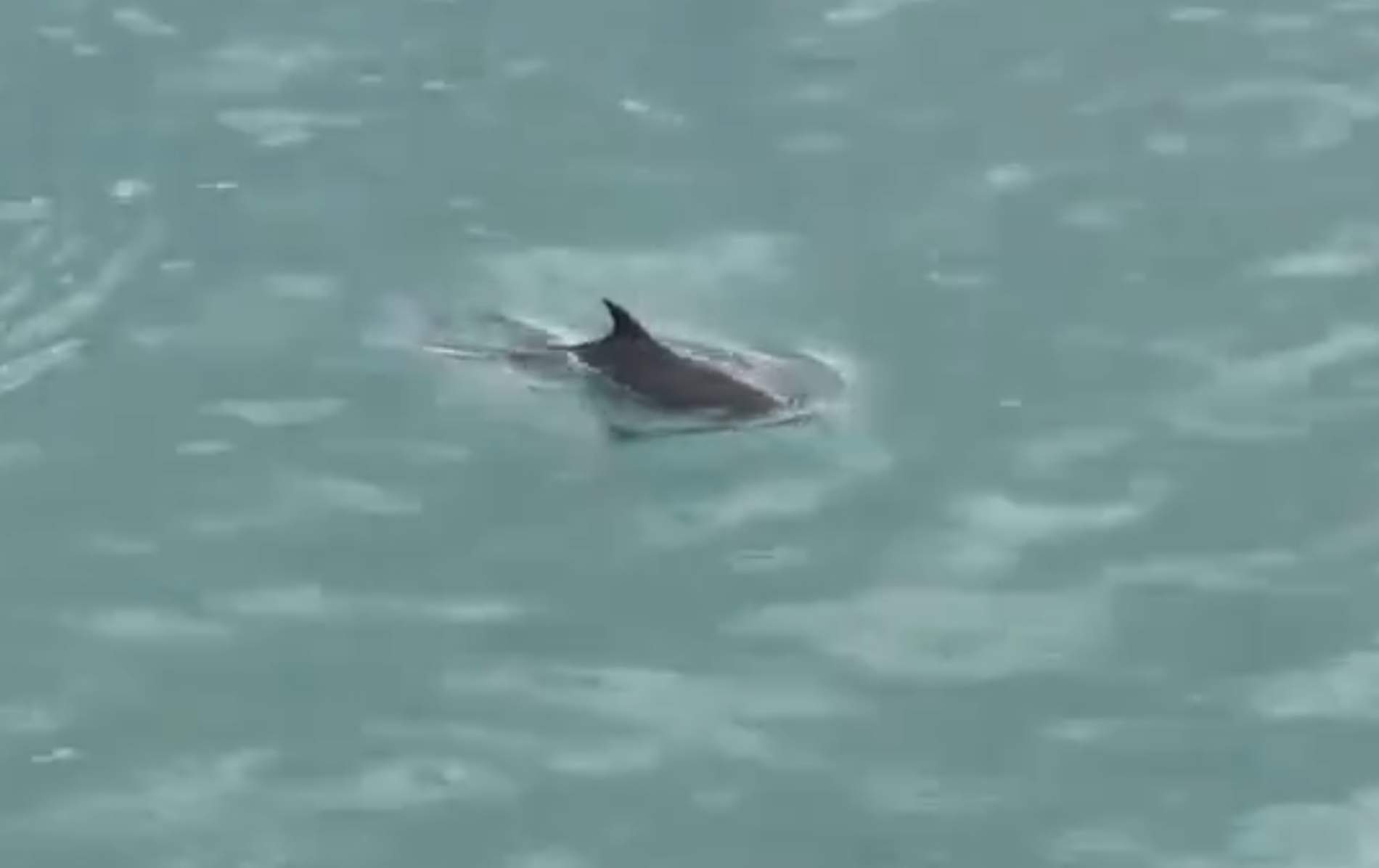 VÍDEO | Un delfín se cuela dentro de la bocana del puerto de Barcelona