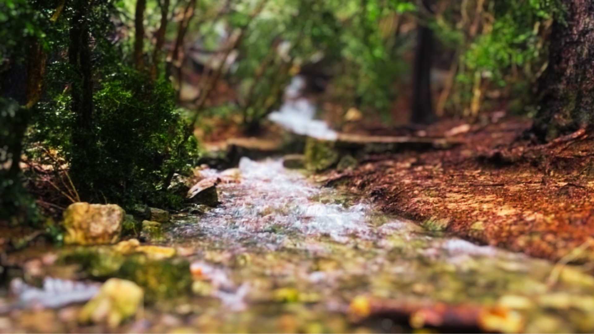 El bosc tret d'un conte de fades on podràs gaudir de salts d'aigua i fonts impressionants