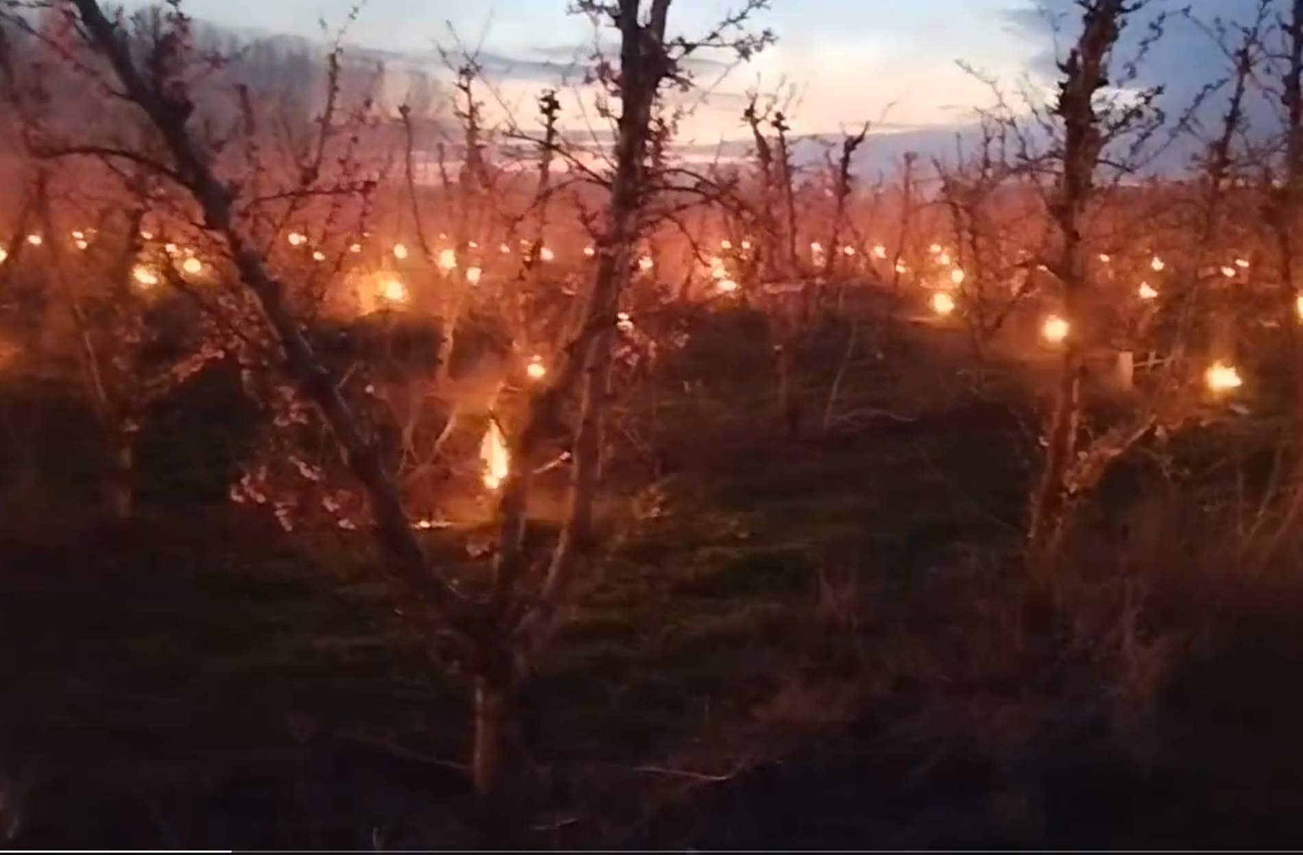 L’espectacle de les fogueres entre els arbres fruiters per protegir-los de les gelades